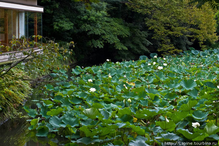 Пруд с лотосами перед храмом Камакура, Япония