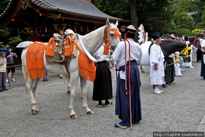 И лошади, куда ж без них. Камакура, Япония