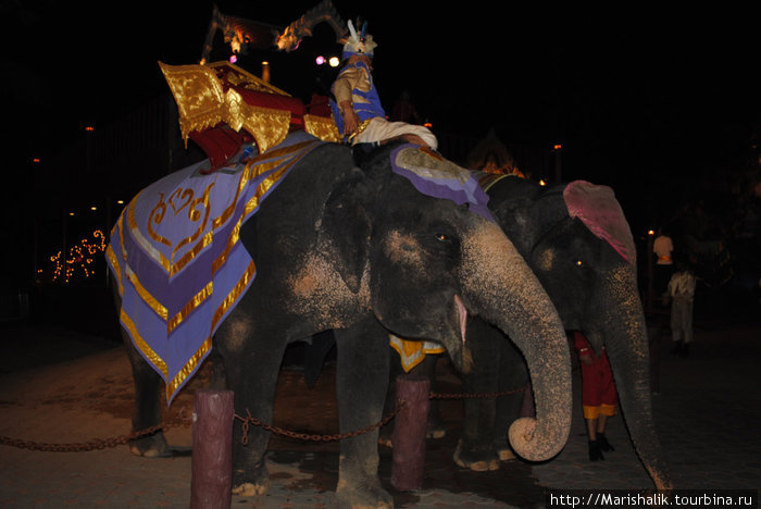на территории национального парка Fantasea можно покататься на слонах всего за 40 бат