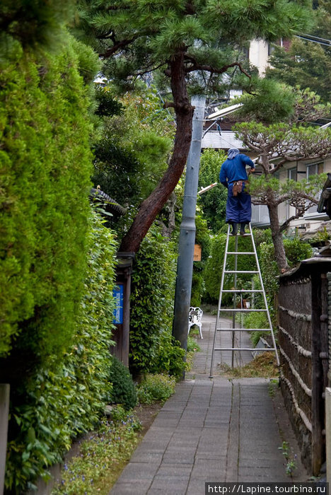 Стрижка деревьев Камакура, Япония