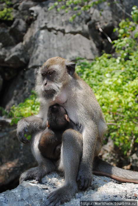 Monkey beach Острова Пхи-Пхи, Таиланд