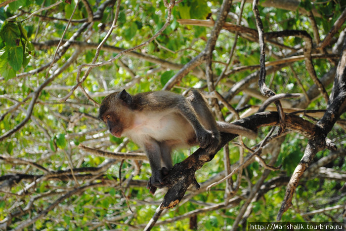 Monkey beach Острова Пхи-Пхи, Таиланд