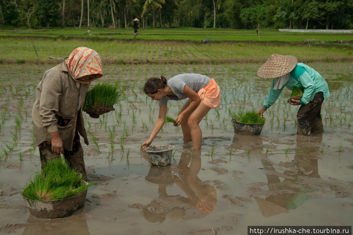Вести с рисовых полей Букиттинги, Индонезия