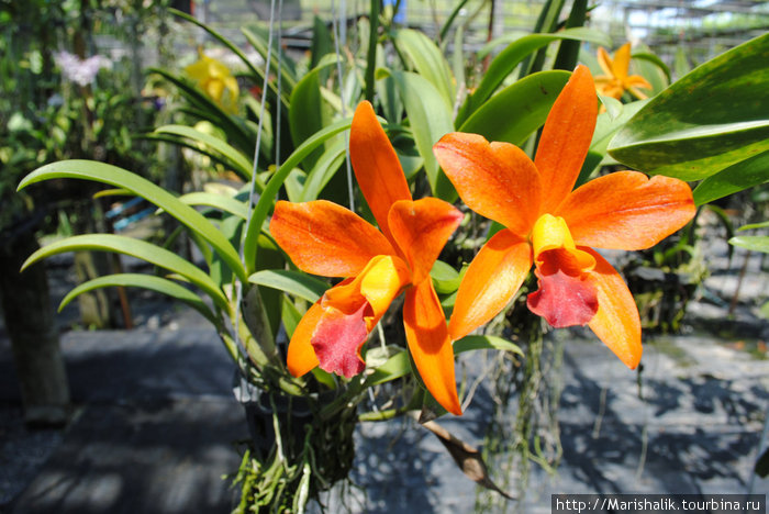 Ферма орхидей на острове Пхукет Остров Пхукет, Таиланд