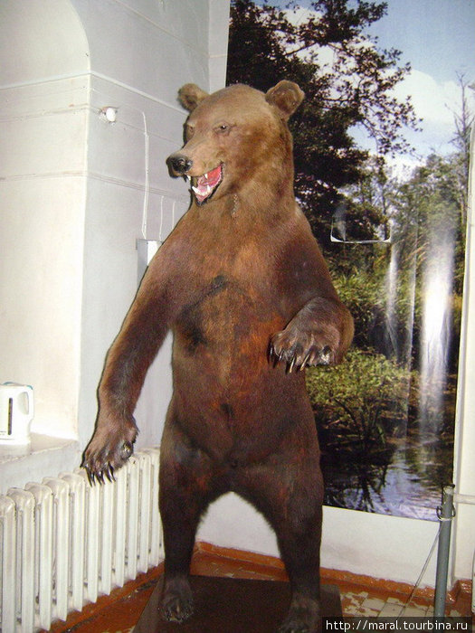 Было такое ощущение, что сейчас поднявшийся в полный рост медведь с рёвом ринется на меня, а Ярослава Мудрого с секирой как назло не было рядом Ярославль, Россия