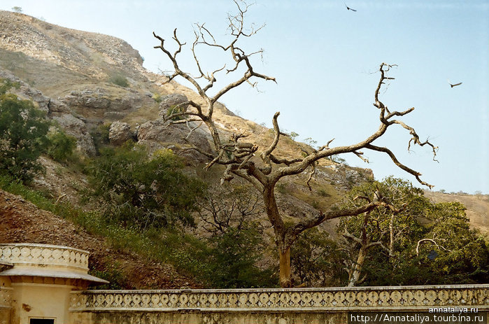 Дерево на кладбище. Джайпур, Индия