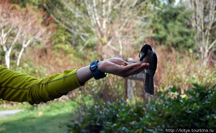 Серая сойка — живёт в лесу, питается на парковке. Олимпик Национальный Парк, CША