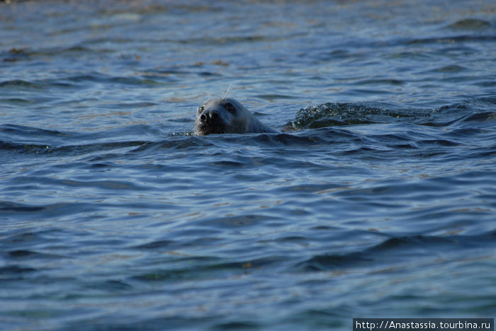 Настоящие и ушастые тюлени Главный остров, Оркнейские острова, Великобритания