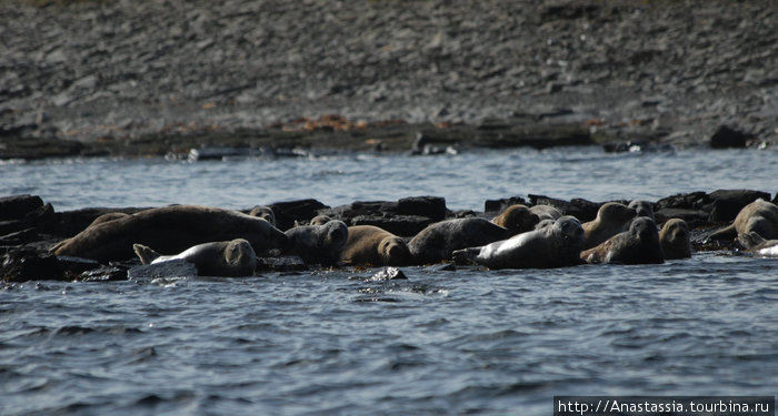 Настоящие и ушастые тюлени Главный остров, Оркнейские острова, Великобритания