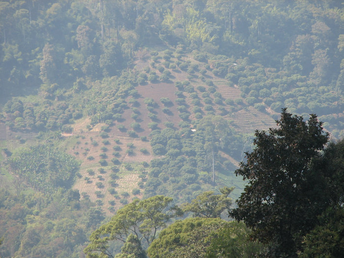дымка. кофейная плантация на противоположном склоне. Чиангмай, Таиланд