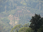 дымка. кофейная плантация на противоположном склоне.