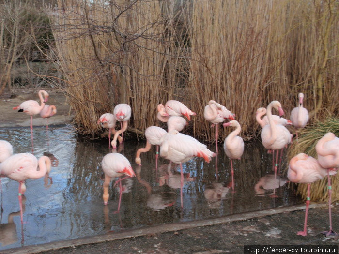 Фламинго — редкие представители фауны, не скрывающиеся в мартовские дни от посетителей. Прага, Чехия