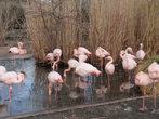 Фламинго — редкие представители фауны, не скрывающиеся в мартовские дни от посетителей.