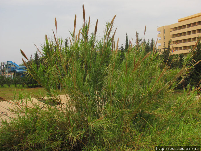 Кортадерия (или пампасова трава) может достигать в высоту до 3-х метров! Авсаллар, Турция