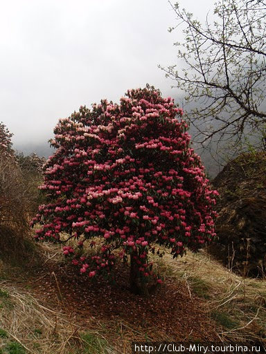Рододендрон — национальный цветок Непала. Даже на отцветающих деревьях бутоны столь пышны и красивы, что не могут не заставить остановиться одинокого путника... Непал