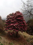 Рододендрон — национальный цветок Непала. Даже на отцветающих деревьях бутоны столь пышны и красивы, что не могут не заставить остановиться одинокого путника...