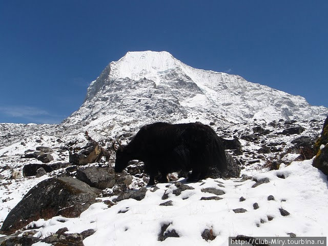 яки — один из основных атрибутов в Гималаях Непал