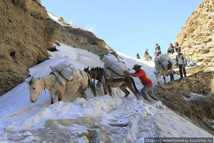 Сначала наш гид с ослик-мэном ледорубом и ногами прорубали тропинку в снегу, а потом потихоньку пускали лошадей. Непал