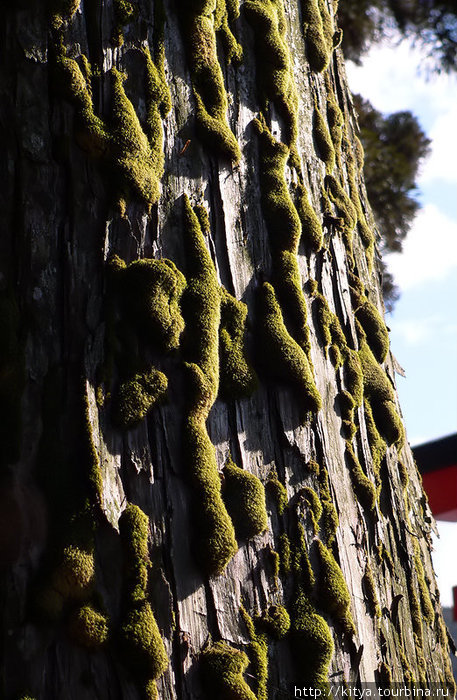 Мох на стволе одного из деревьев Хаконэ, Япония