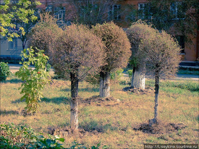 Кусты из деревьев Новотроицк, Россия