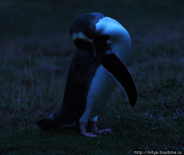 Новозеландские пингвины Оамару, Новая Зеландия