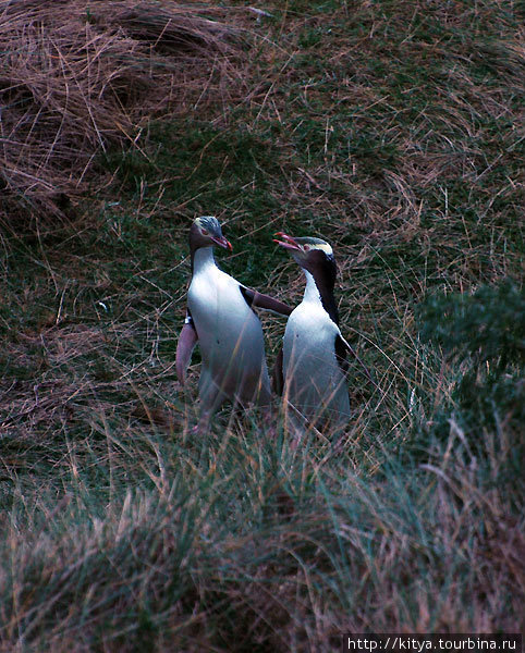 Новозеландские пингвины