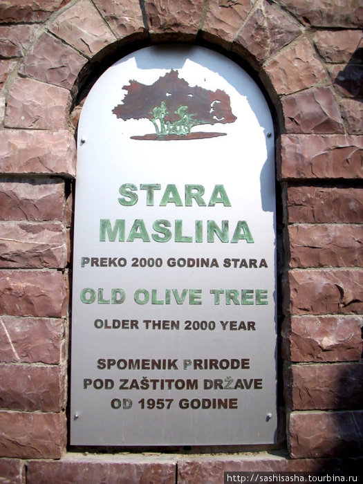 Самое старое дерево Европы Бар, Черногория