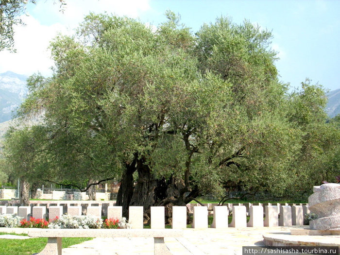 Самое старое дерево Европы Бар, Черногория