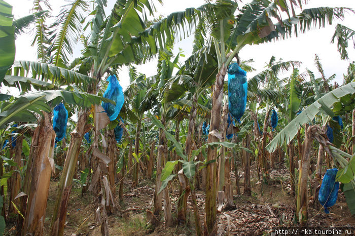 Банановая плантация Сент-Люсия