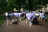 В день города в Александровском саду появились коровы.