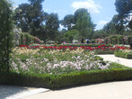 В розарии парка Ретиро насчитывается более 20 сортов роз.