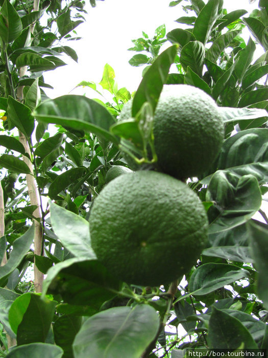 апельсины еще зелёные Манавгат, Турция