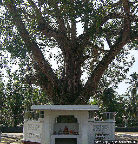 Священное дерево Матара, Шри-Ланка