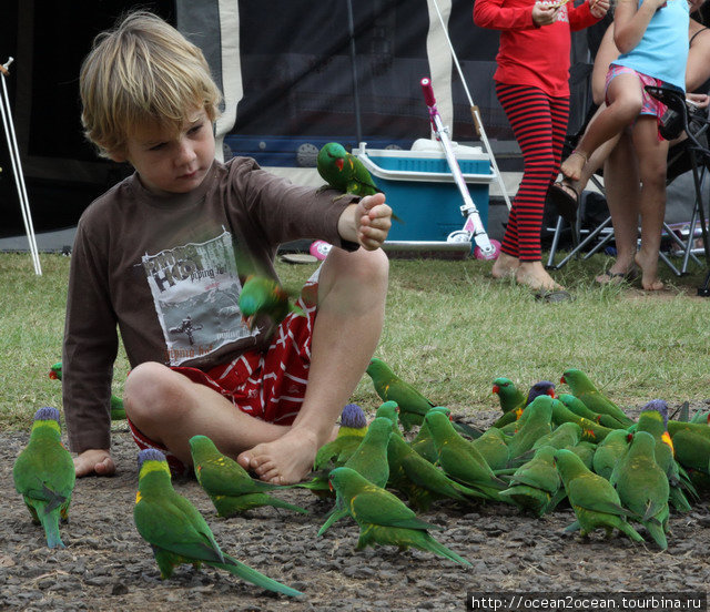 Озеро и птицы Штат Квинсленд, Австралия