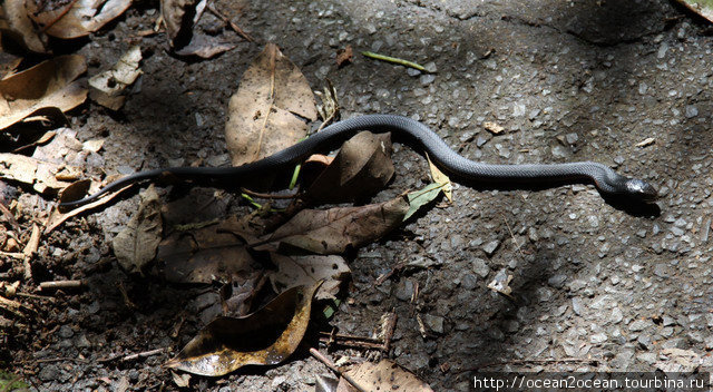 Вот эта, к счастью, единственная ядовитая змея, которую мы видели за все пребывание в Австралии. Штат Квинсленд, Австралия