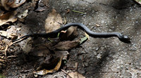 Вот эта, к счастью, единственная ядовитая змея, которую мы видели за все пребывание в Австралии.