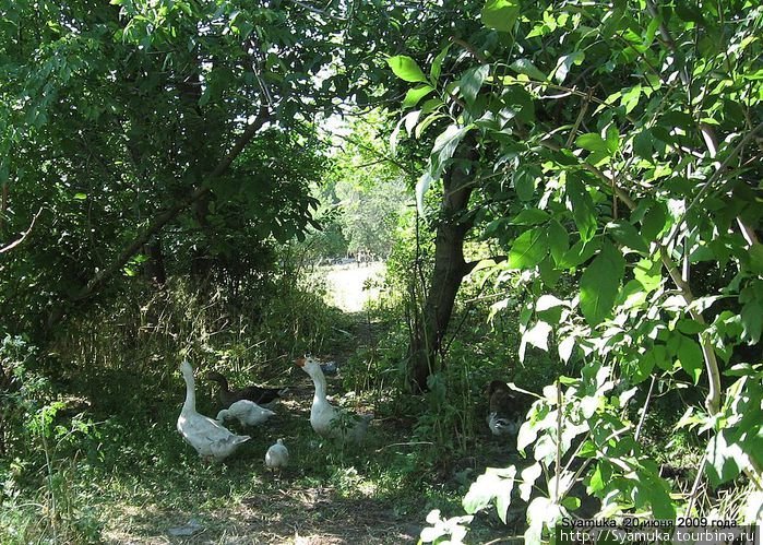 Гуси с гусятами щипали траву под деревом. Вознесенск, Украина