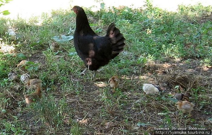 Курица с цыплятами копошились в увядшей траве. Вознесенск, Украина