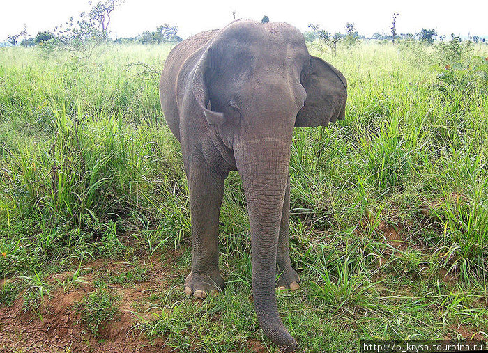 Слон совсем рядом с дорогой. Он дикий, а не ручной. Провинция Ува, Шри-Ланка