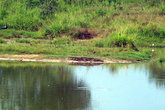 Отдыхающий крокодил