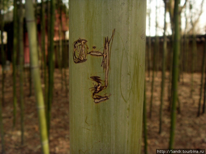Бамбуковая роща Чонджу, Республика Корея