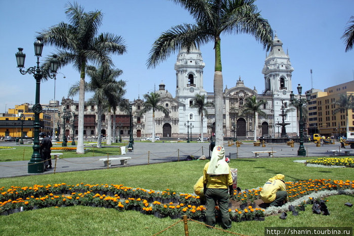 Высадка новых цветов Лима, Перу