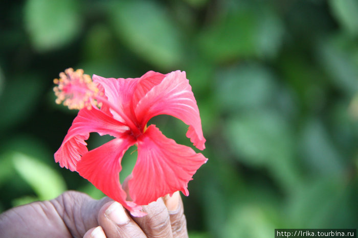 Цветок от гида для Татьяны Гренада