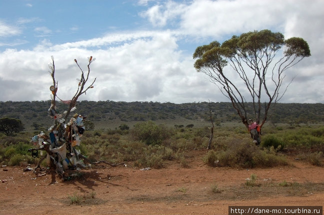 Деревья, увешанные как новогодние елки Штат Южная Австралия, Австралия