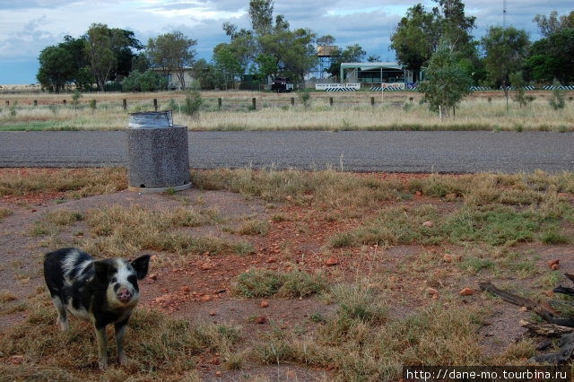 Местный свин Северная территория, Австралия