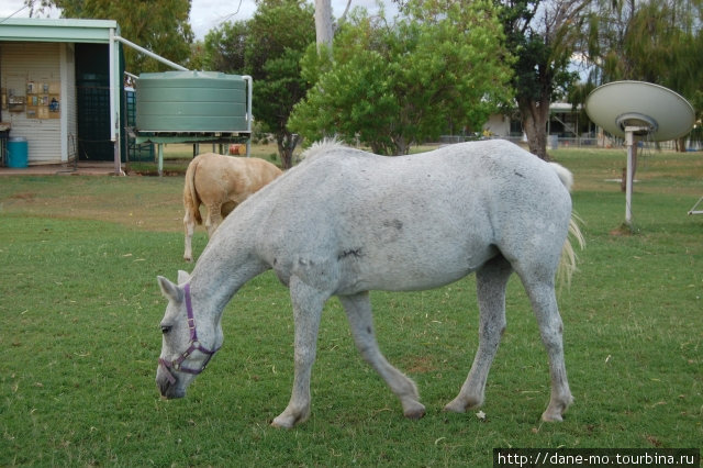 Лошади Северная территория, Австралия