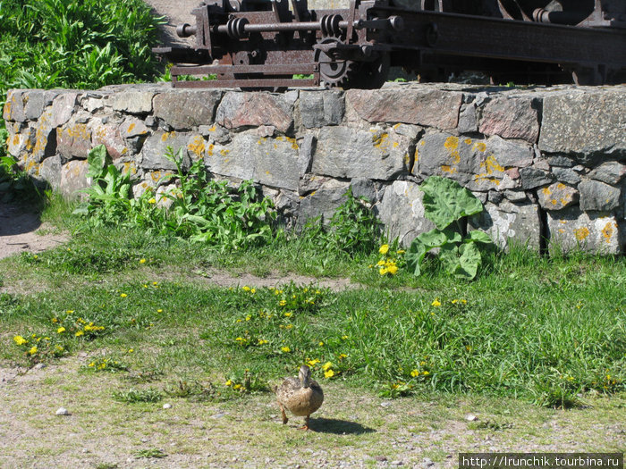 Птица там гуляет под ногами, никого не боится Хельсинки, Финляндия