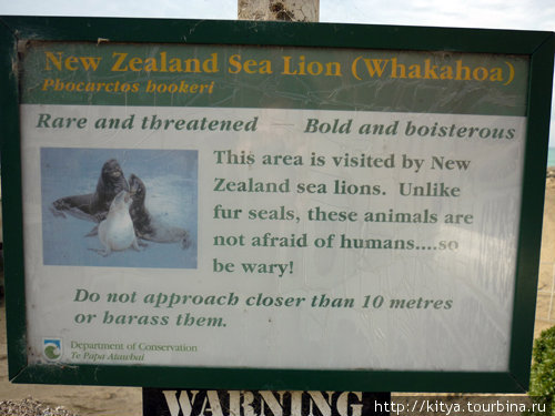 Морской лев Данидин, Новая Зеландия