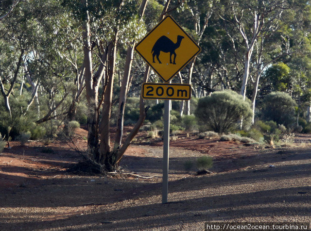Верблюды в Австралию были завезены 100 лет назад, когда нужно было возить воду для золотоискателей в засушливой западной Австралии. Штат Западная Австралия, Австралия
