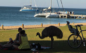 В Австралии наряду с этими запретами, мы заметили, что многие туристические компании для притока туристов подкармливают диких животных: и дельфинов, и страусов эму, кенгуру, вомбатов, попугаев и рыб.